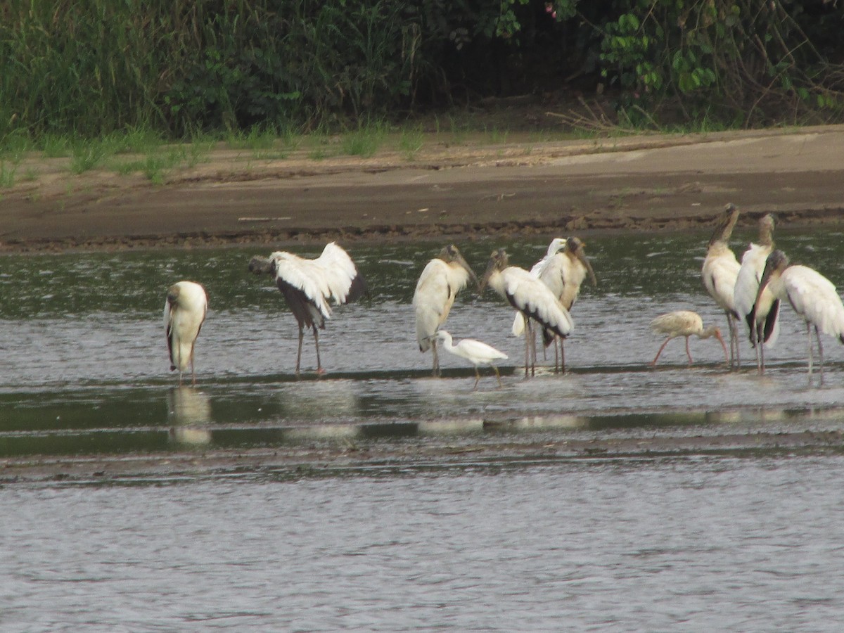 Wood Stork - ML638444060