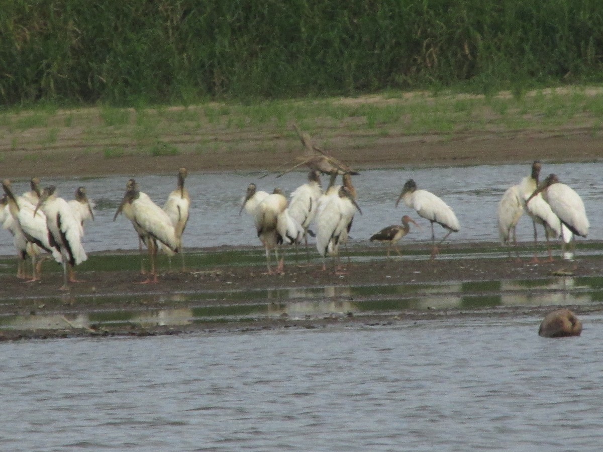 Wood Stork - ML638444061