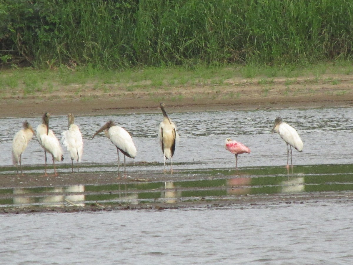 Wood Stork - ML638444062