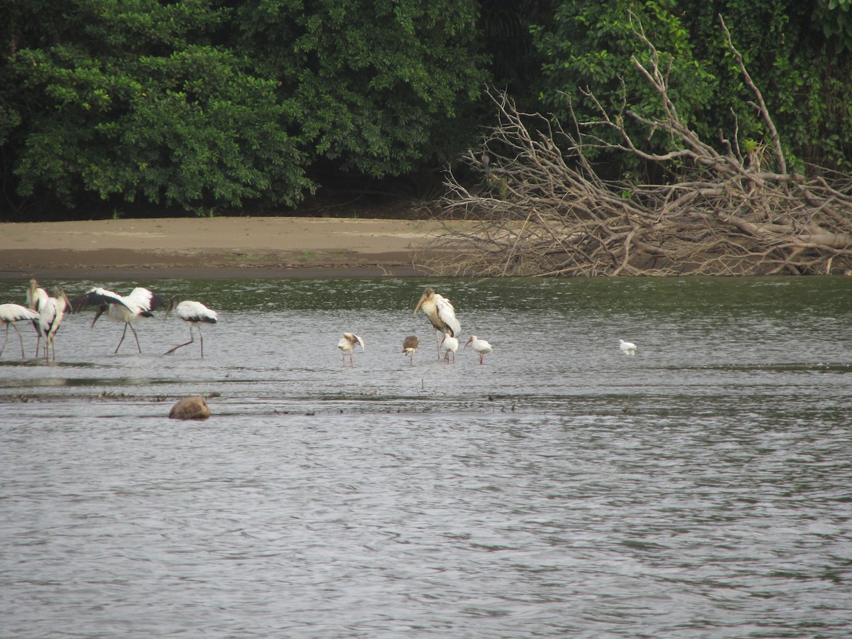 Wood Stork - ML638444064