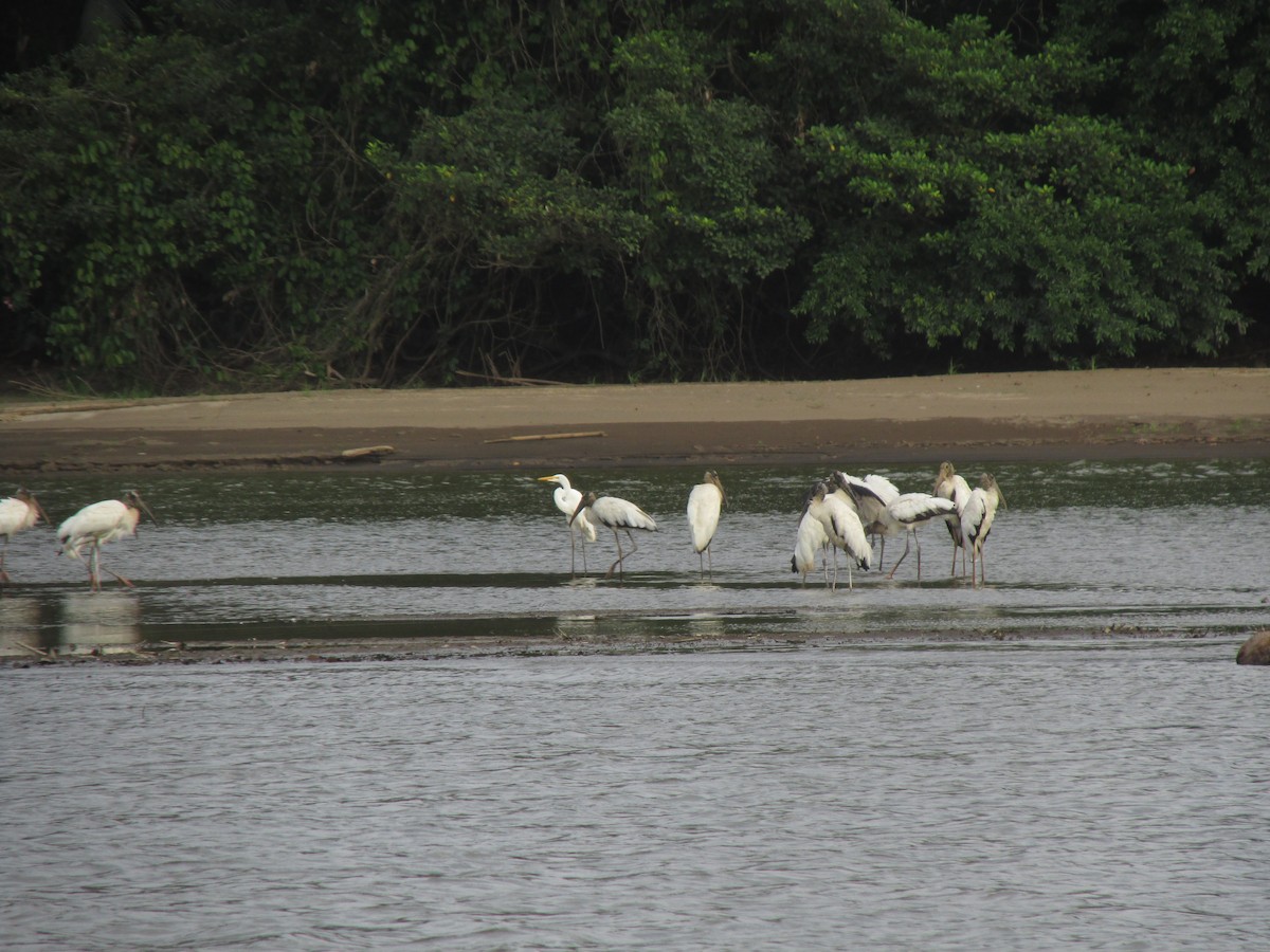 Wood Stork - ML638444065