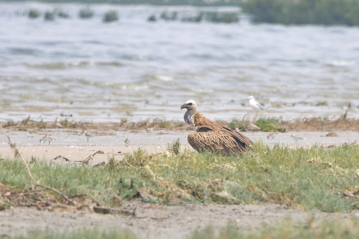 Хималайн хажир - ML638444078