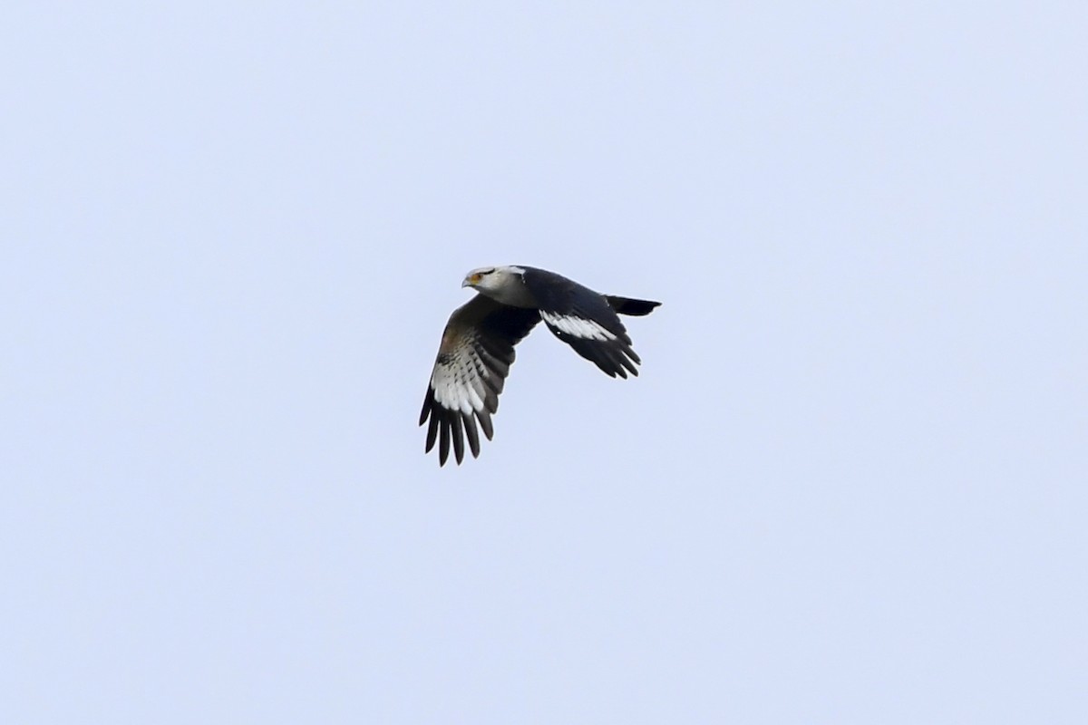 Caracara à tête jaune - ML638444089