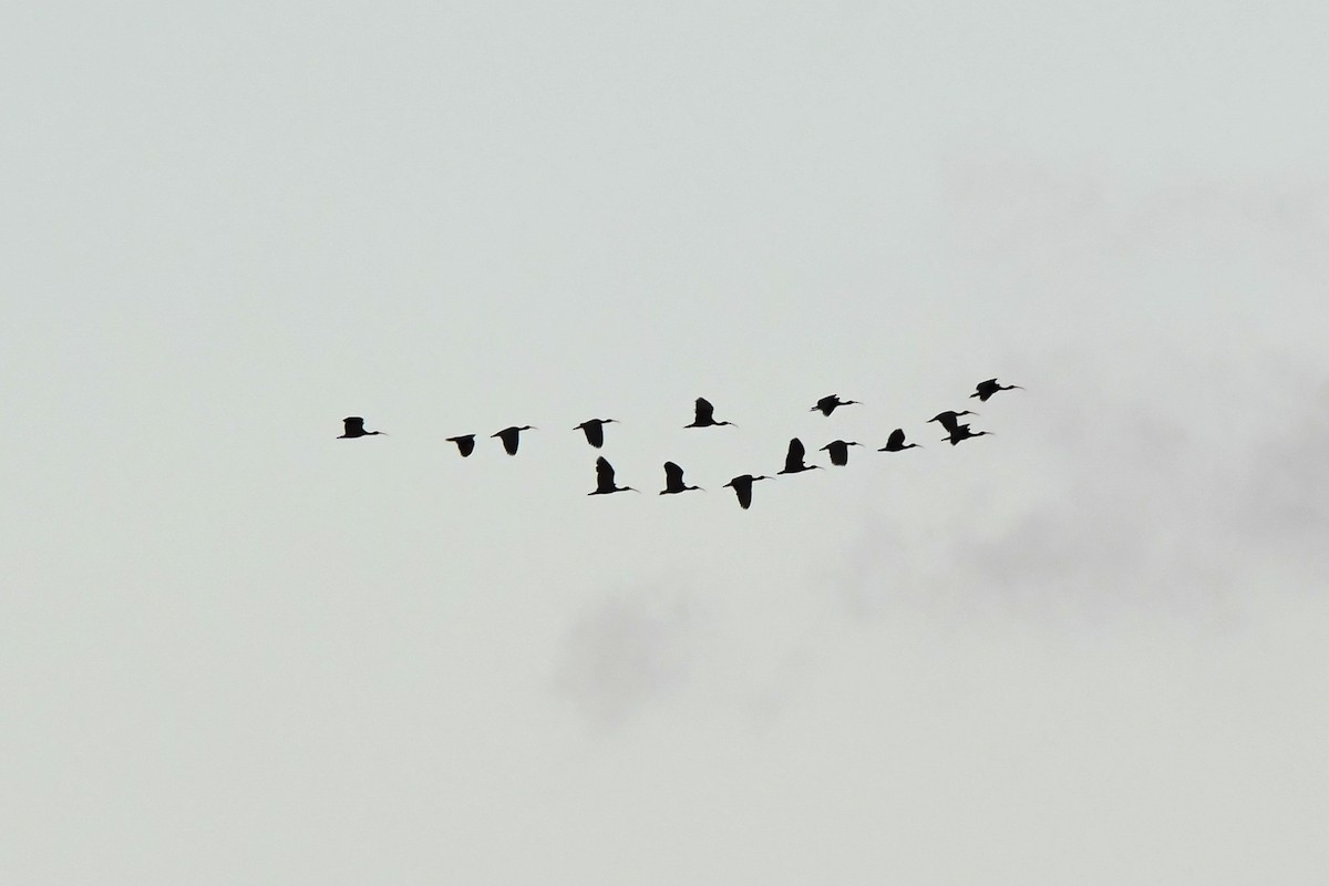 Ibis à face nue - ML638444102