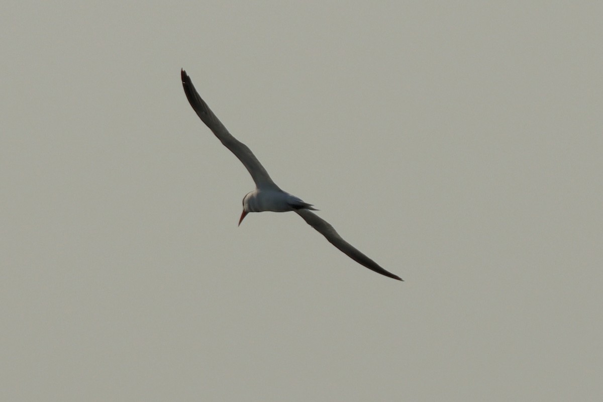 Caspian Tern - ML638444106