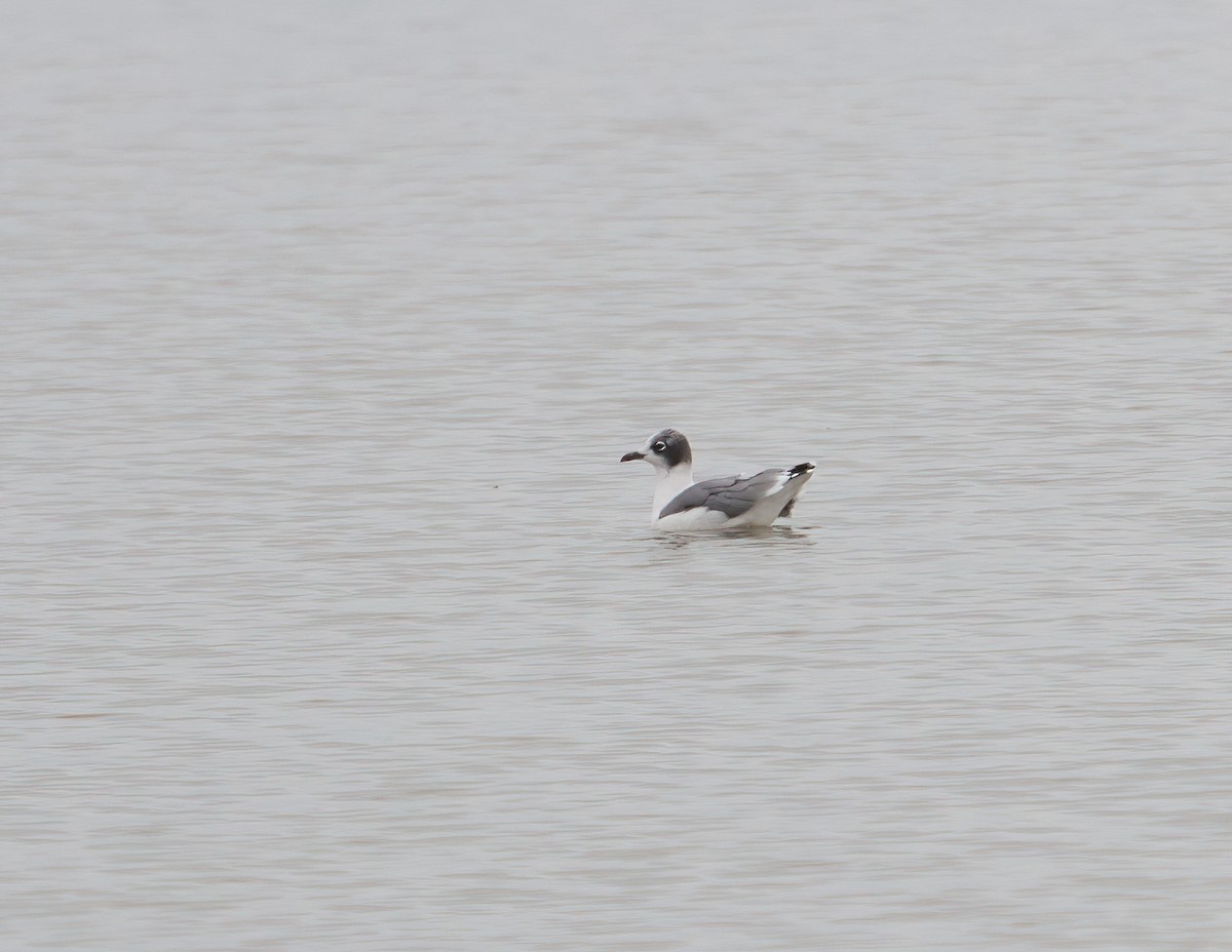 Franklin's Gull - ML638444113