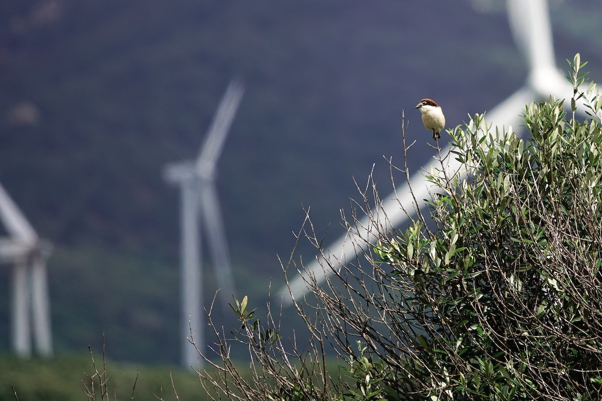 Woodchat Shrike - ML638444126