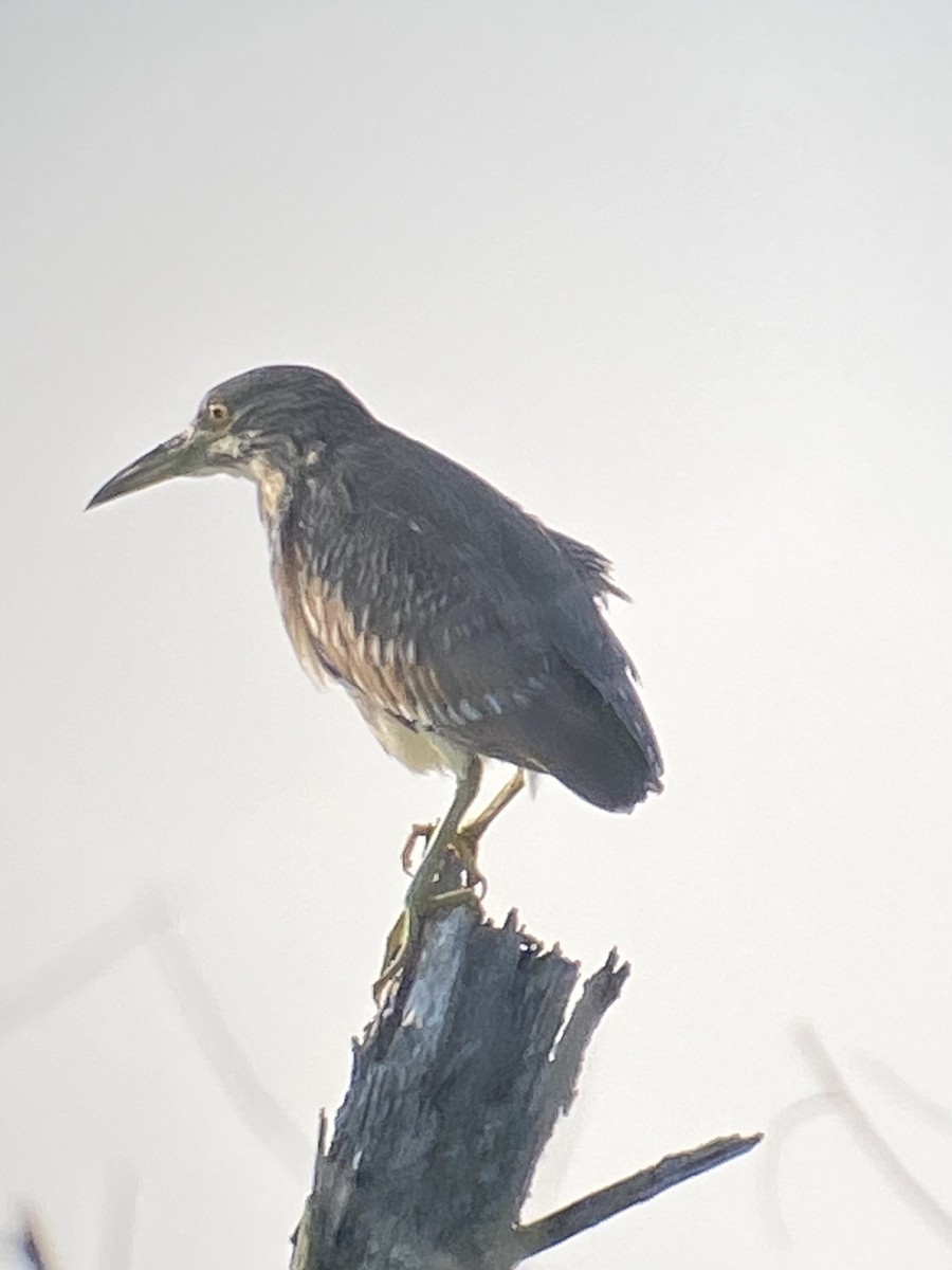 Black-crowned Night Heron - ML638444179