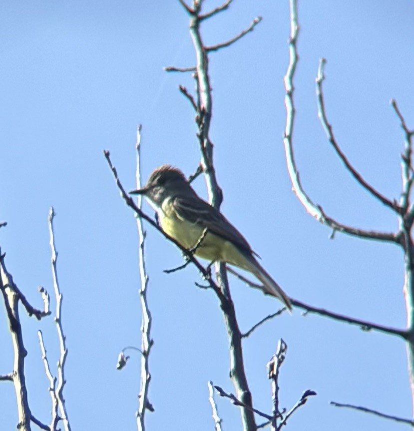 Great Crested Flycatcher - ML638444201