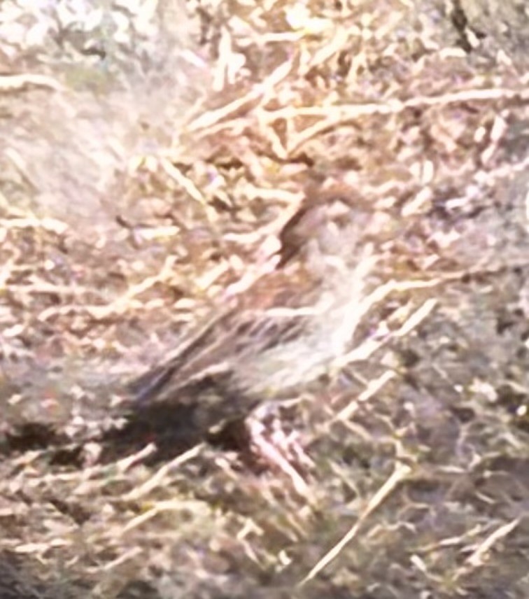 Chipping Sparrow - ML638444208