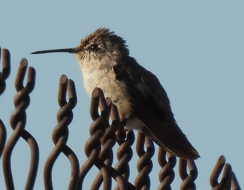 Costa's Hummingbird - ML638444218