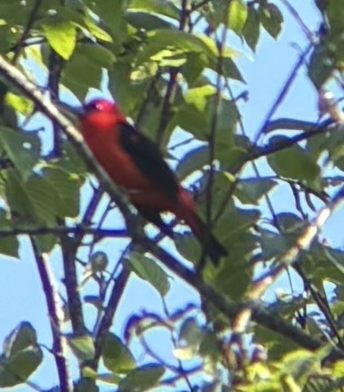Scarlet Tanager - ML638444219