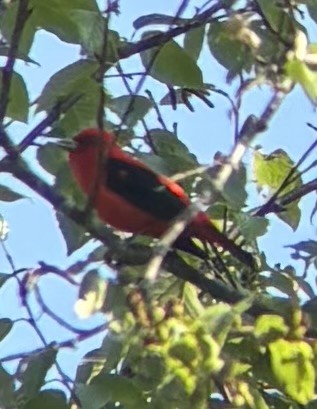 Scarlet Tanager - ML638444220
