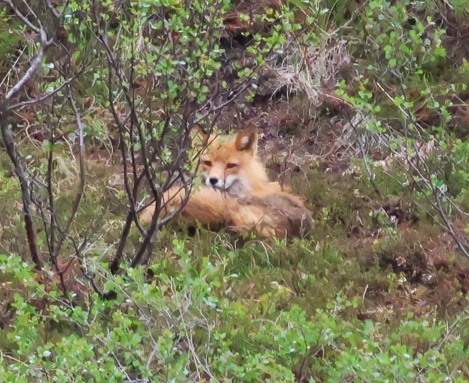 Red Fox - ML638444232