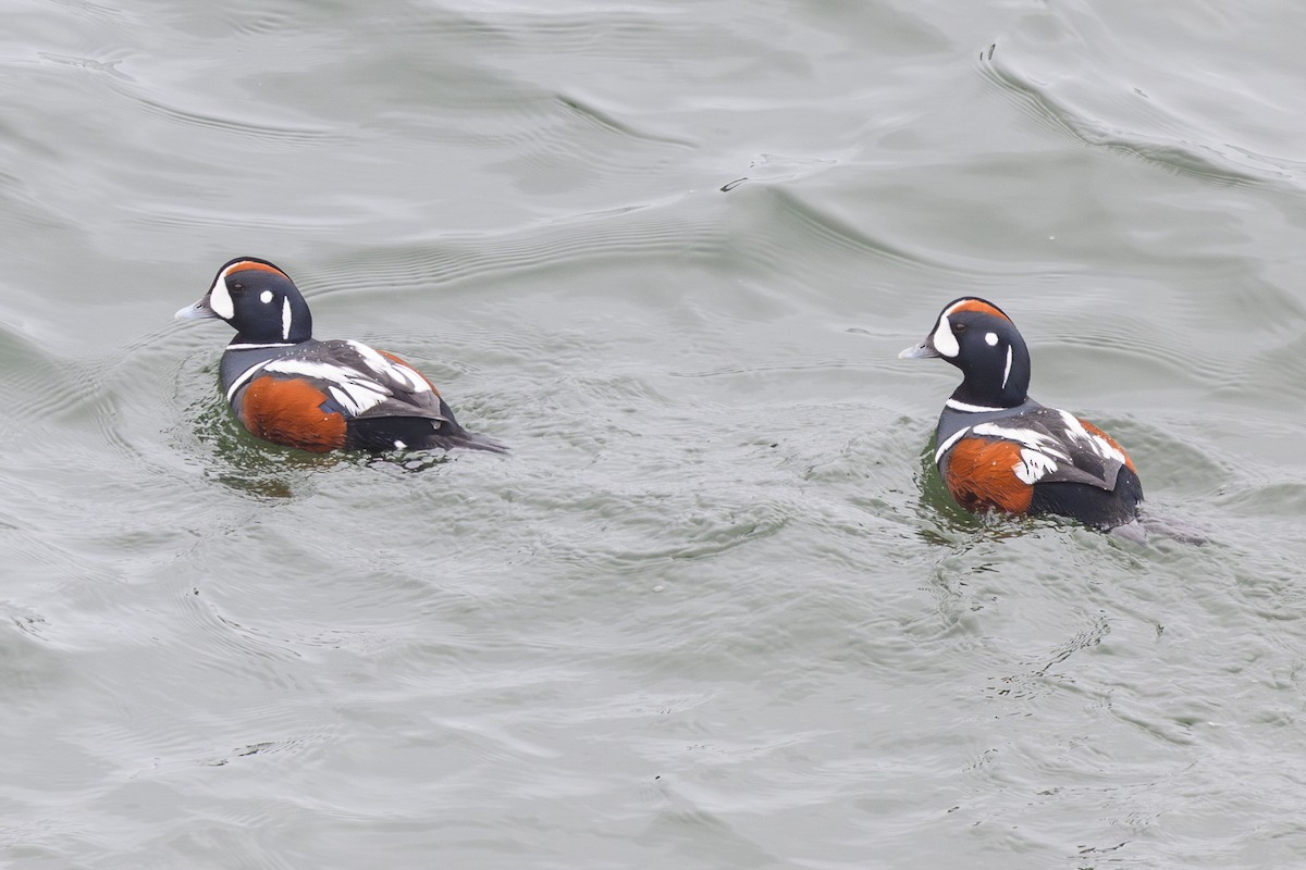 Harlequin Duck - ML638444237