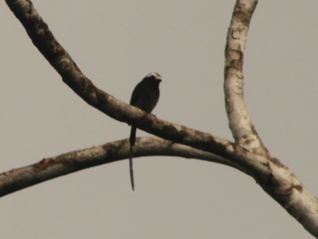 Long-tailed Tyrant - ML638444262