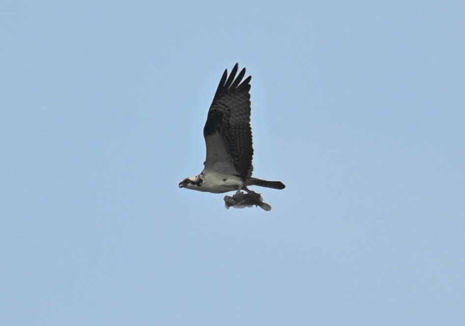 Osprey - ML638444264