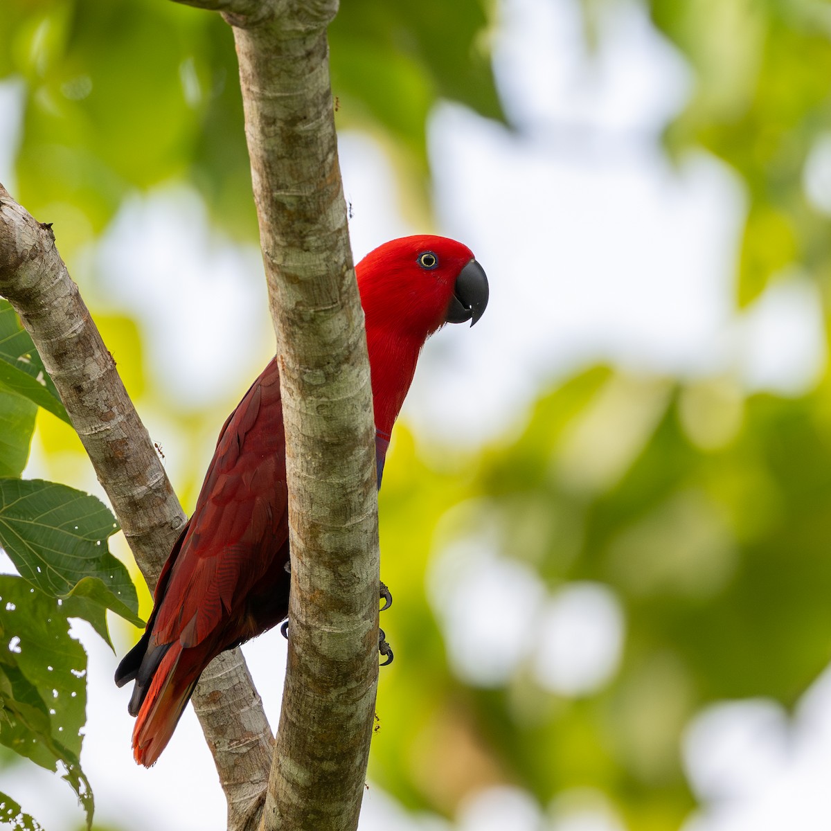 Papuan Eclectus - ML638444265