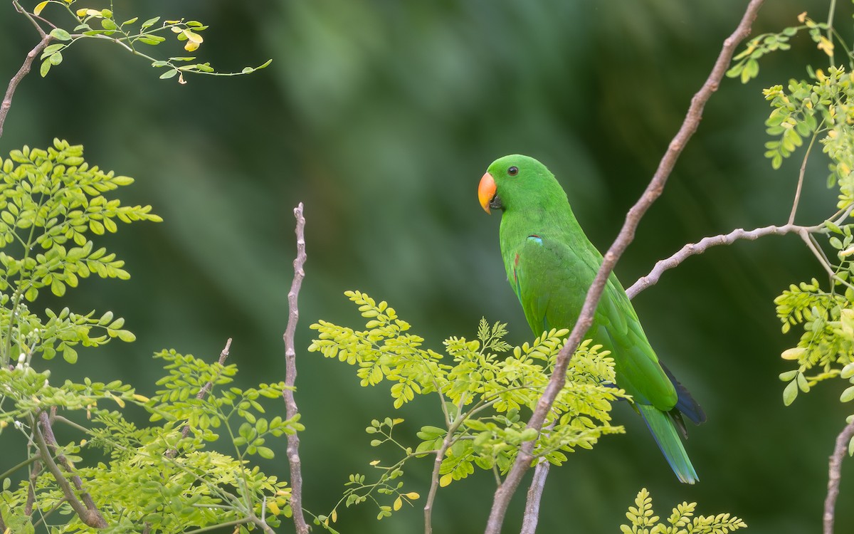 Papuan Eclectus - ML638444266