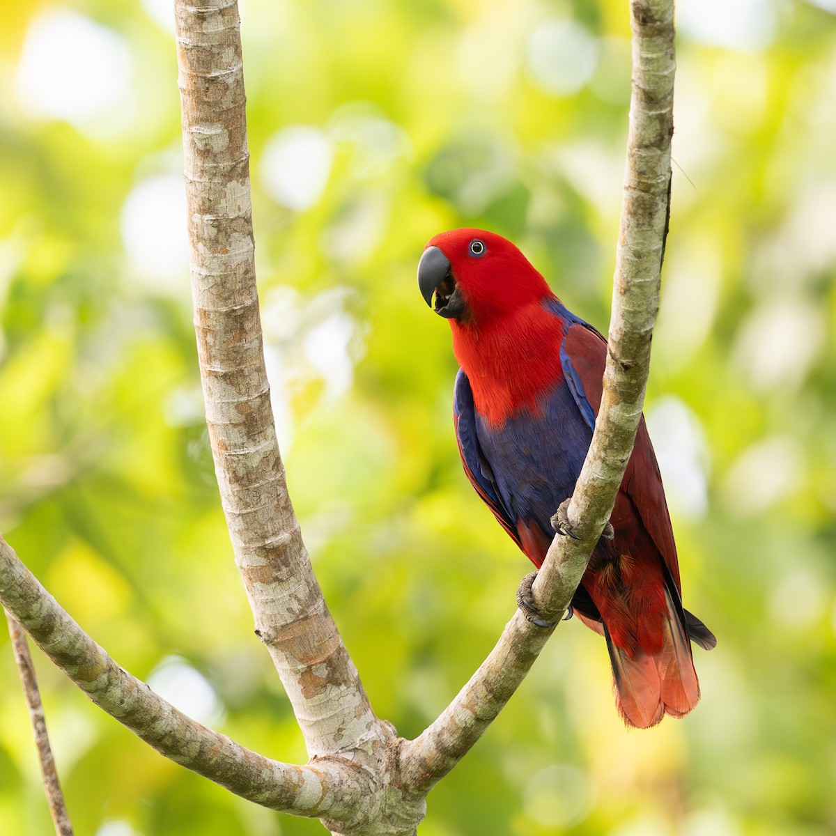 Papuan Eclectus - ML638444267