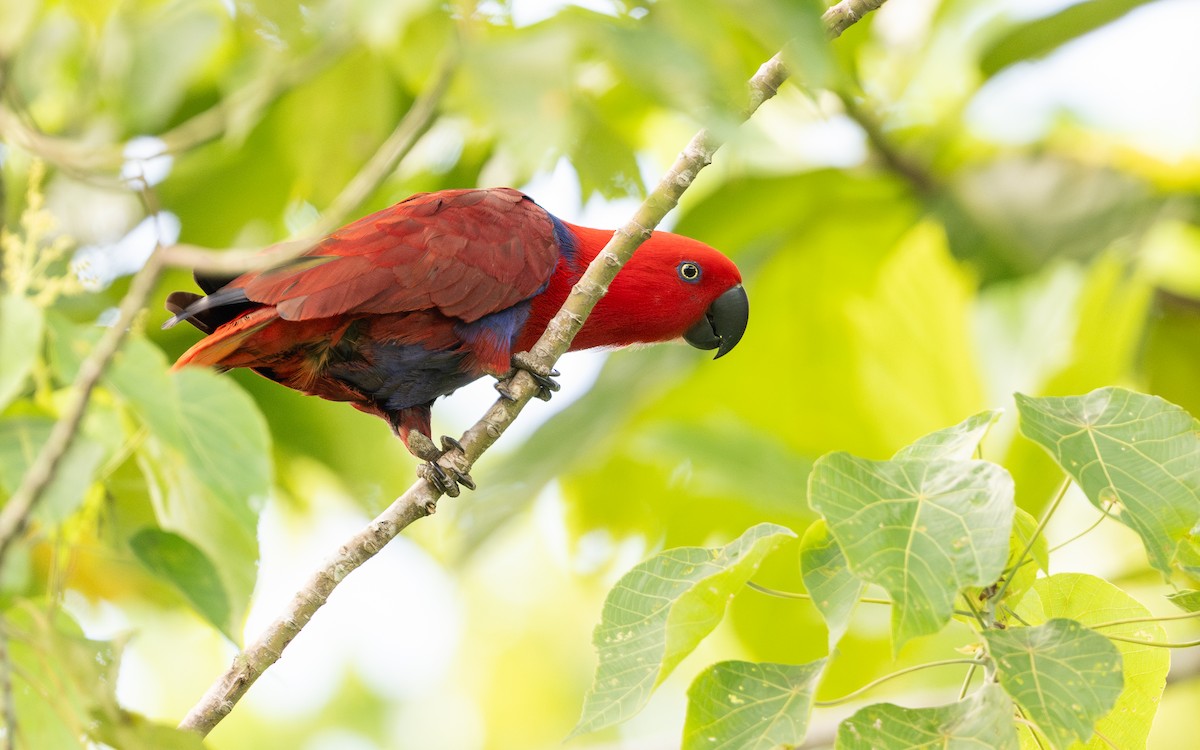 Papuan Eclectus - ML638444268