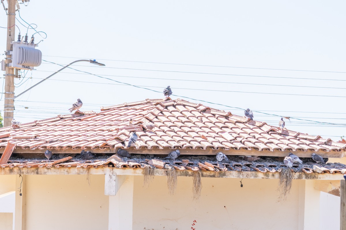 Pigeon biset (forme domestique) - ML638444273