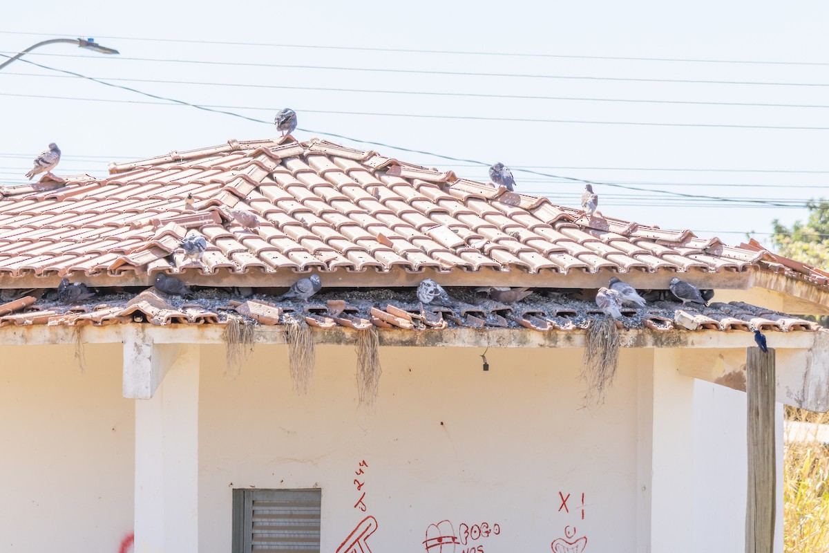 Pigeon biset (forme domestique) - ML638444274