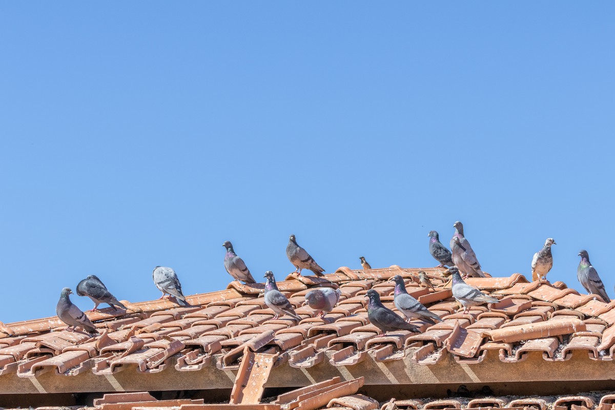 Pigeon biset (forme domestique) - ML638444276