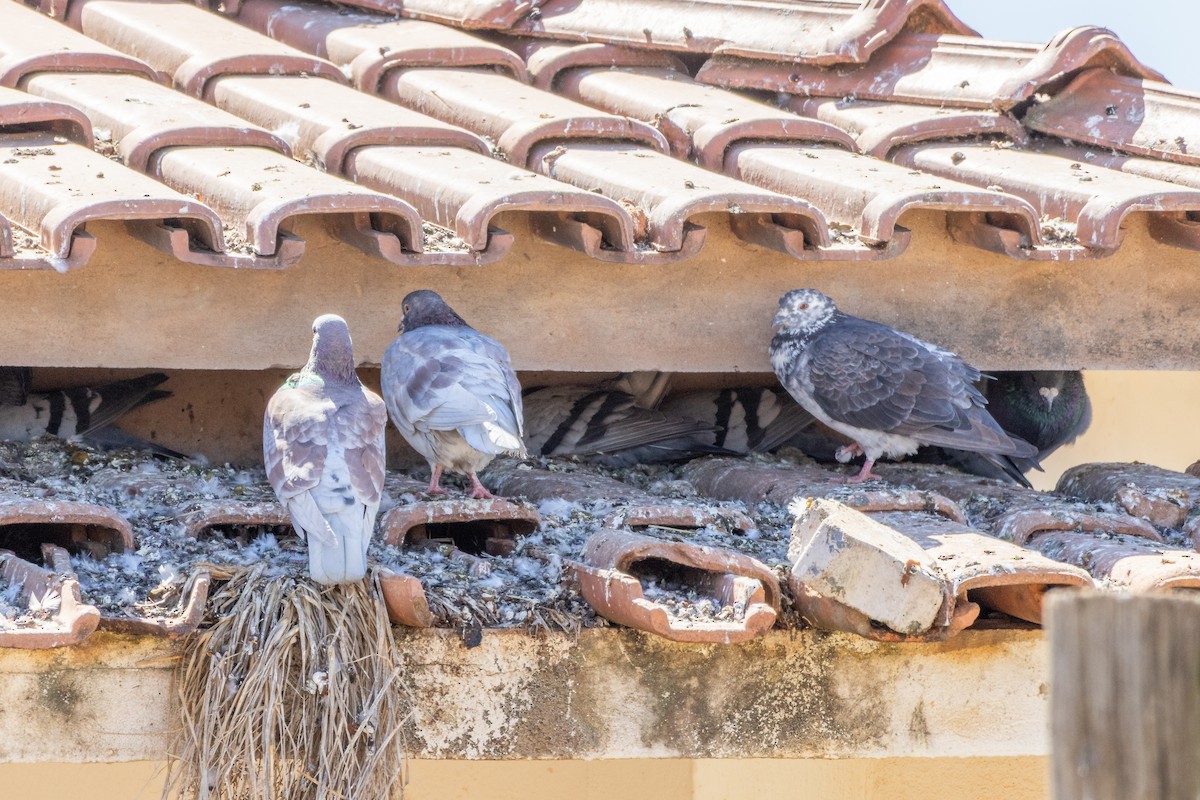 Pigeon biset (forme domestique) - ML638444278