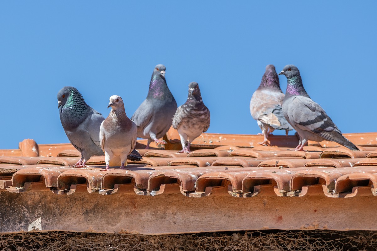 Pigeon biset (forme domestique) - ML638444282