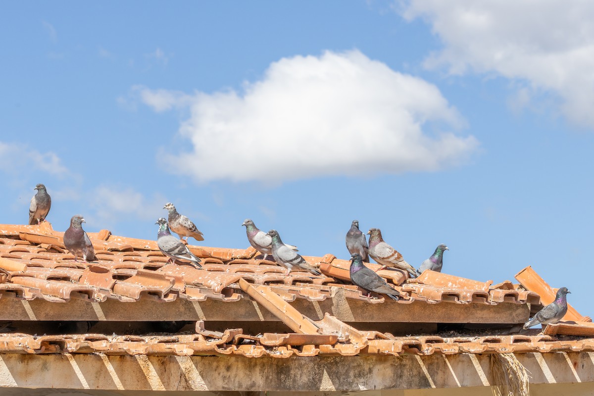 Pigeon biset (forme domestique) - ML638444283