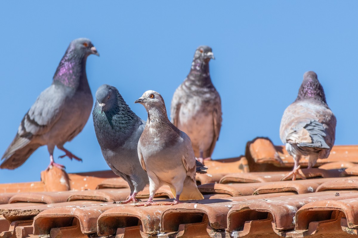 Pigeon biset (forme domestique) - ML638444284