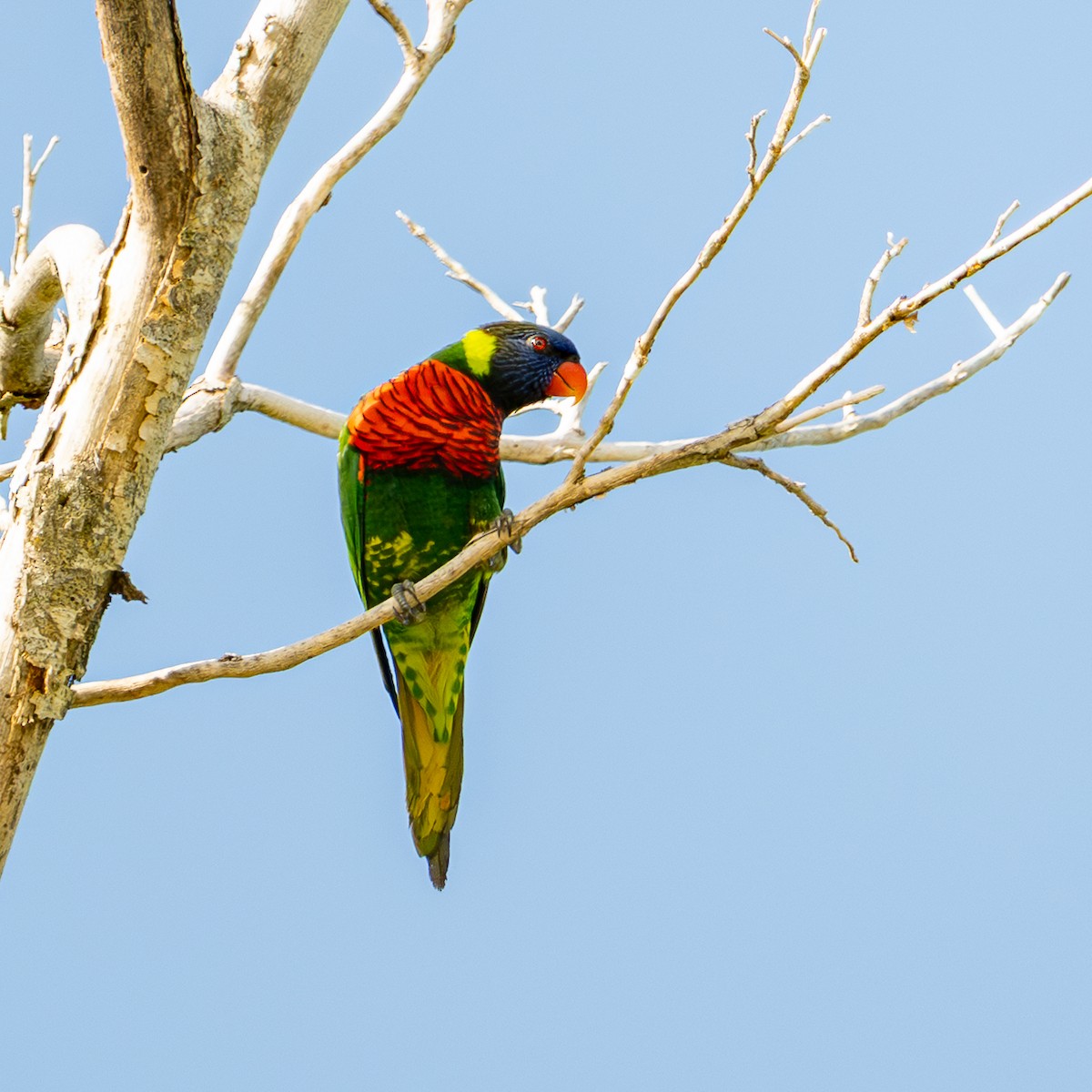Coconut Lorikeet - ML638444293