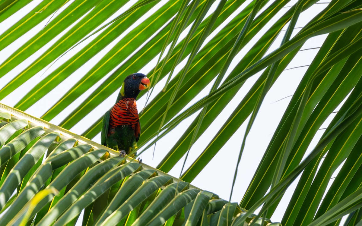 Coconut Lorikeet - ML638444294