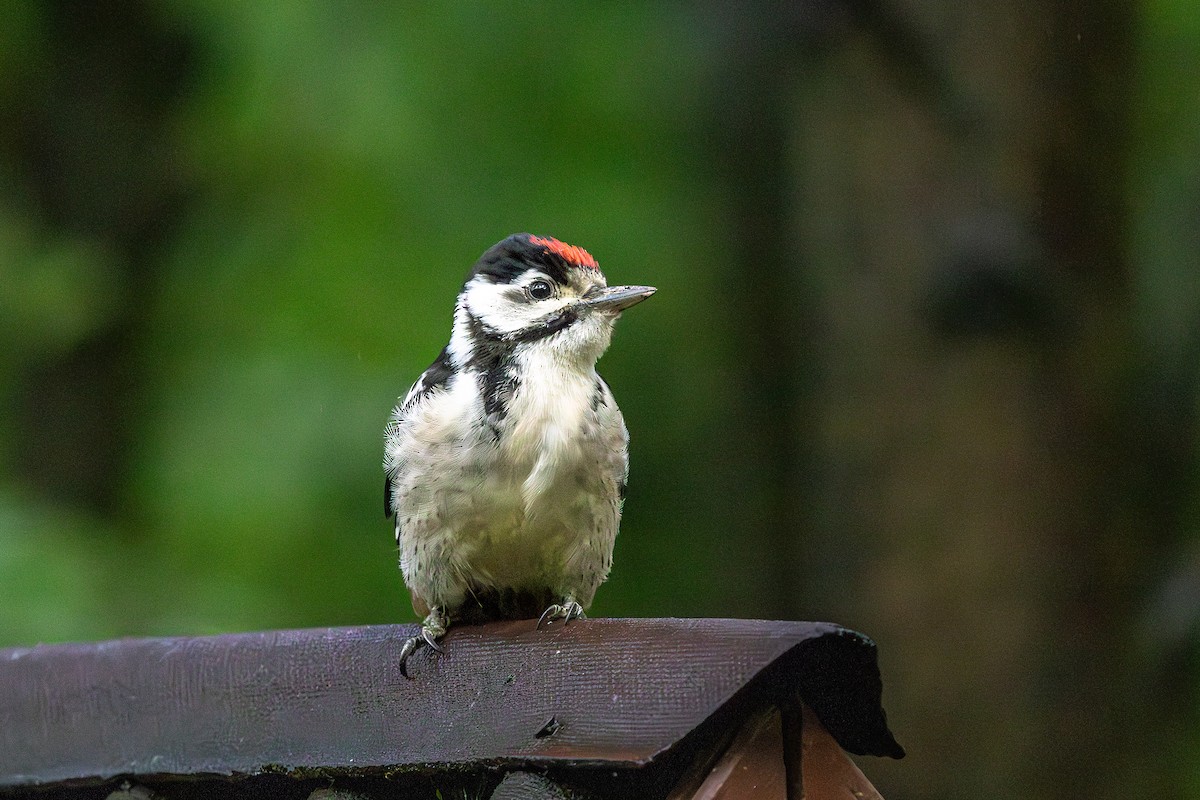 アカゲラ - ML638444296