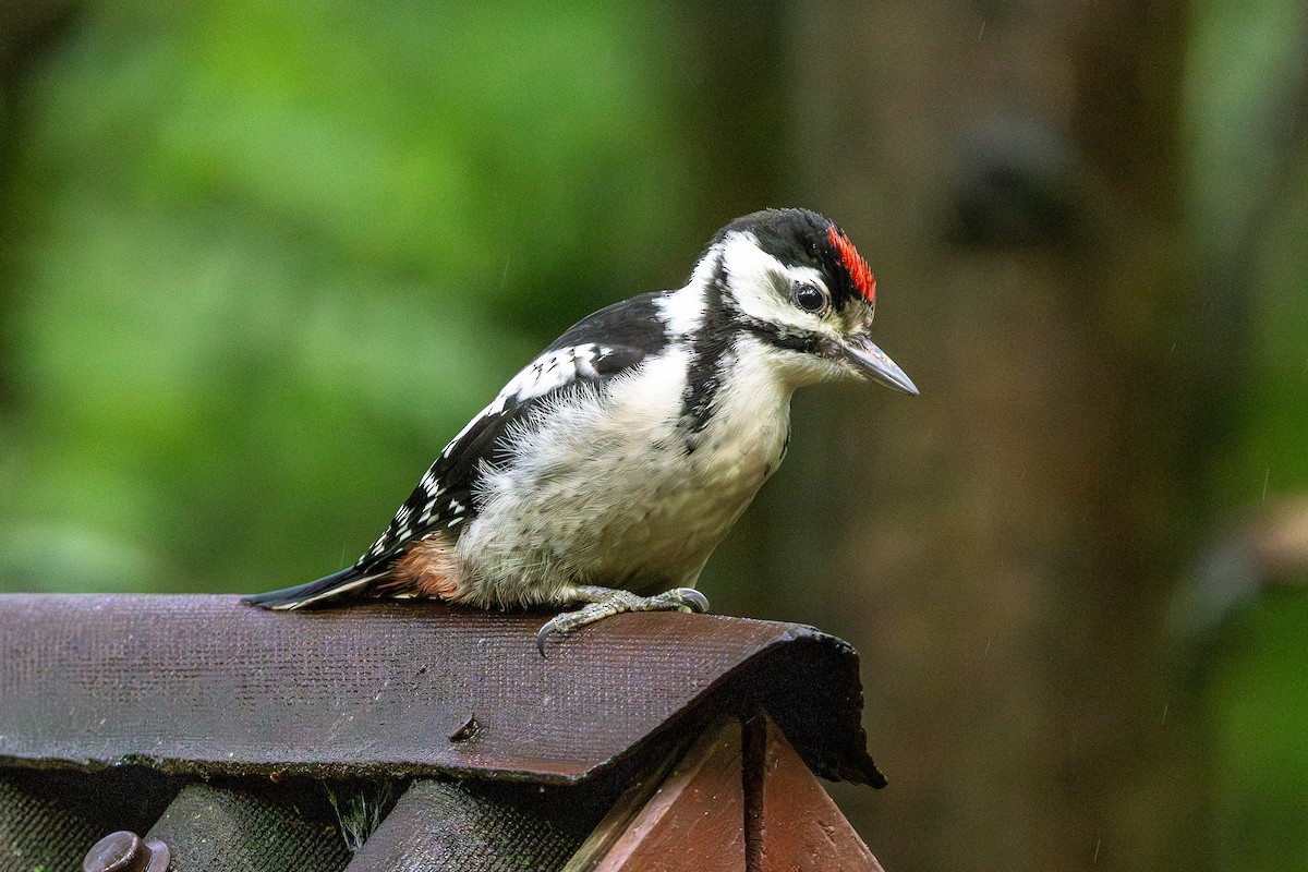 アカゲラ - ML638444298