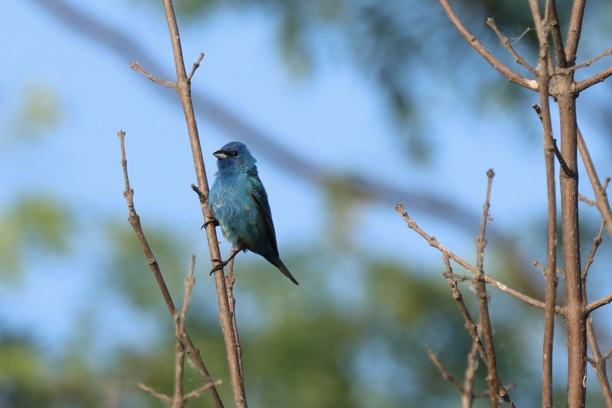 Indigo Bunting - ML638444301