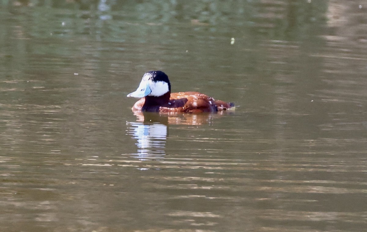 Ruddy Duck - ML638444312