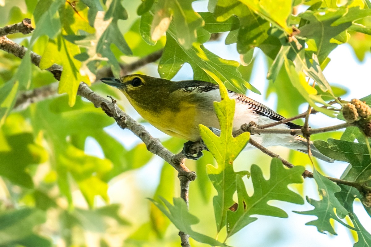 Yellow-throated Vireo - ML638444350