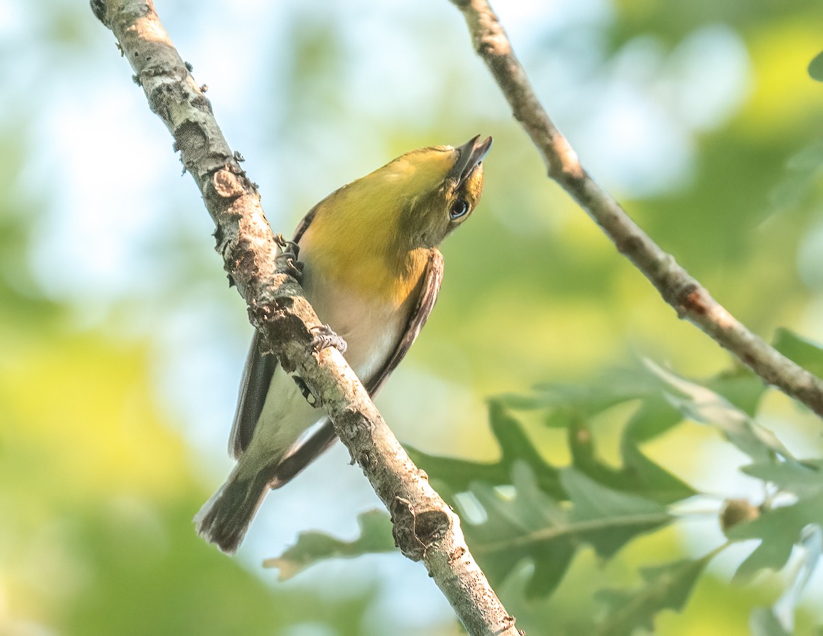 Yellow-throated Vireo - ML638444351