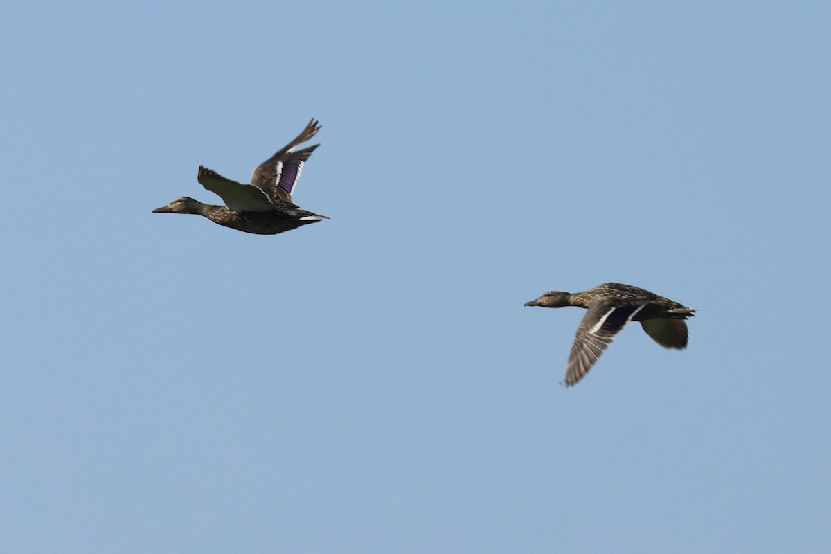 Mallard - ML638444379