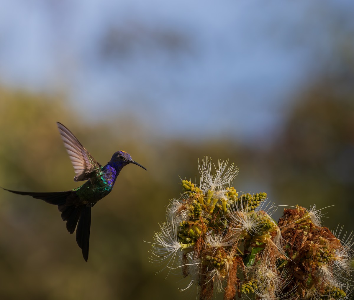 Colibri hirondelle - ML638444383