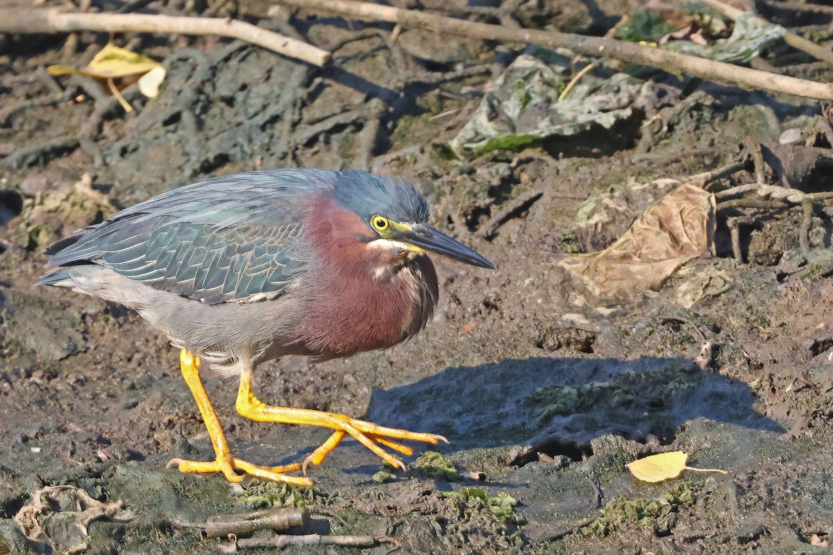 Green Heron - ML638444387