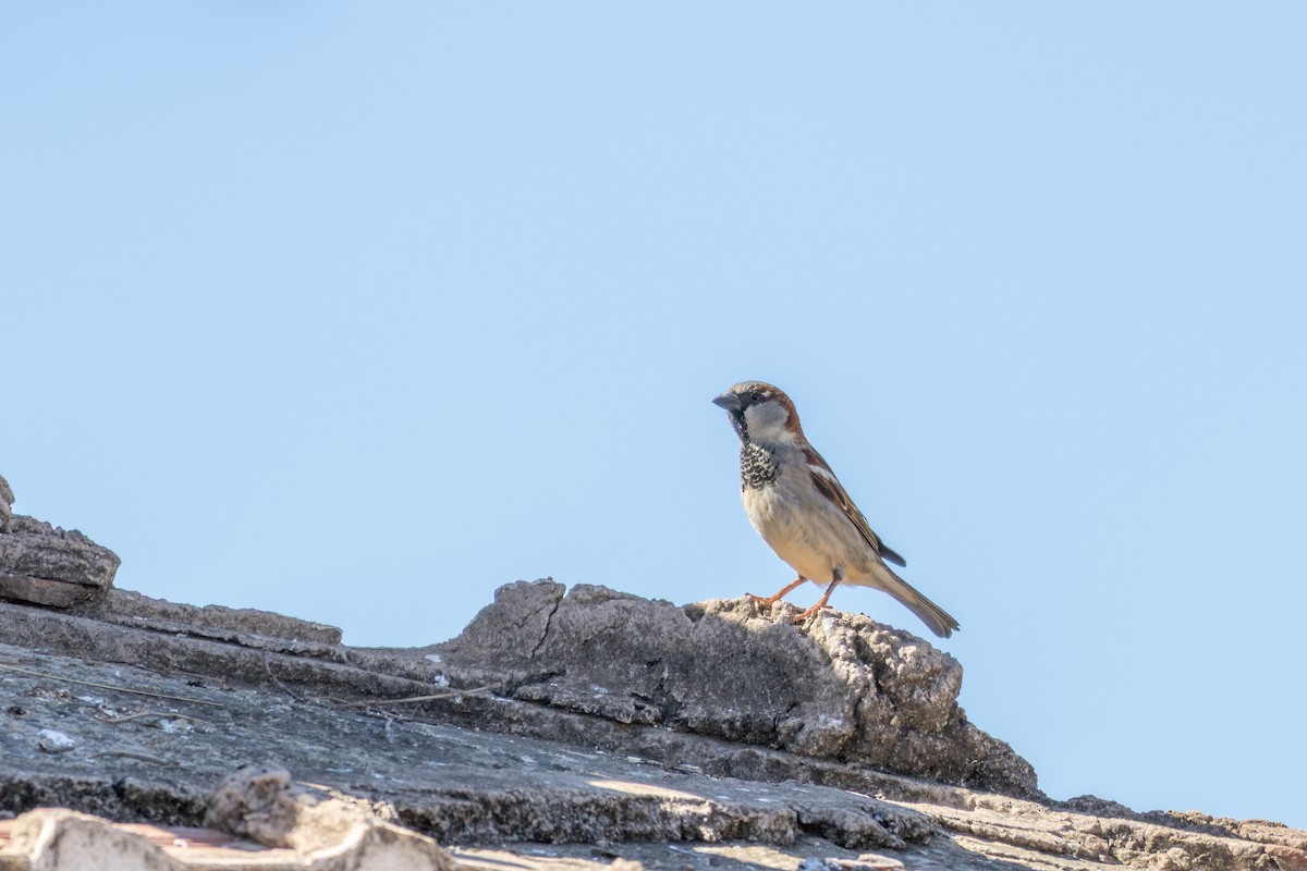 Moineau domestique - ML638444395