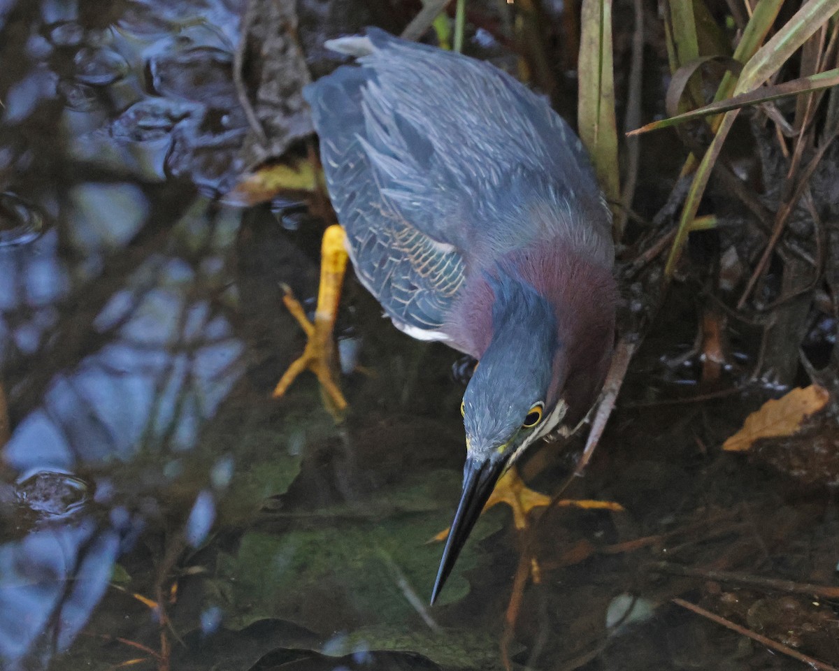 Green Heron - ML638444397