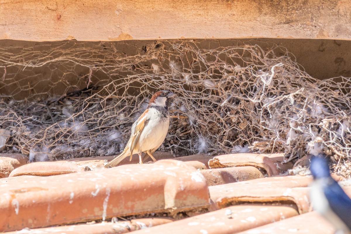 Moineau domestique - ML638444399