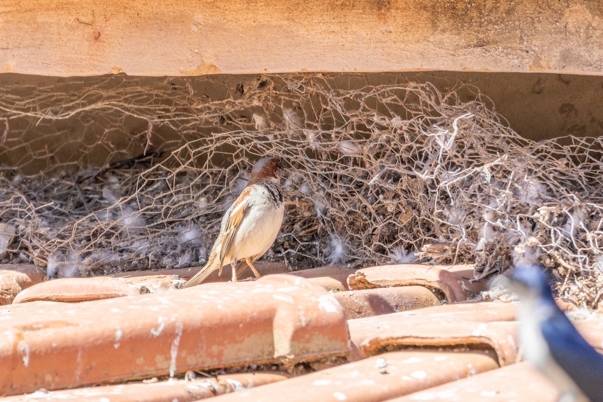 Moineau domestique - ML638444400