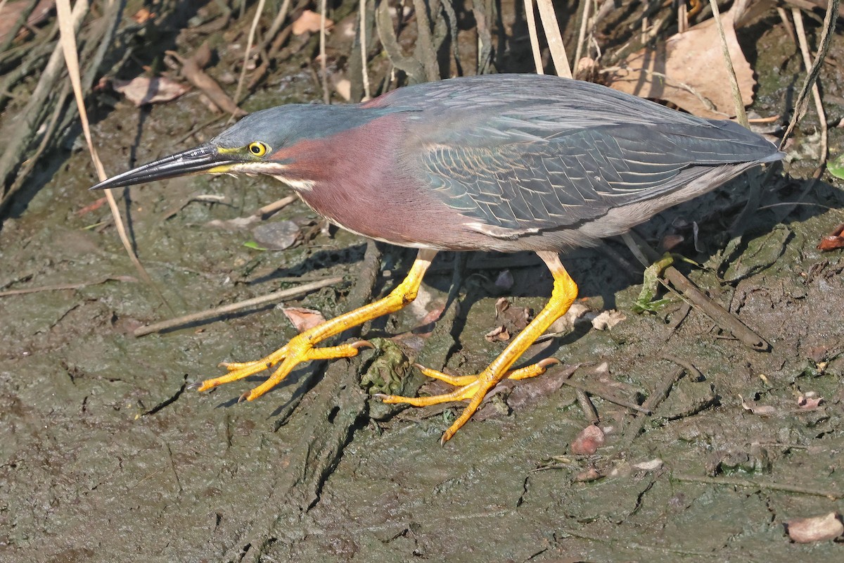 Green Heron - ML638444401