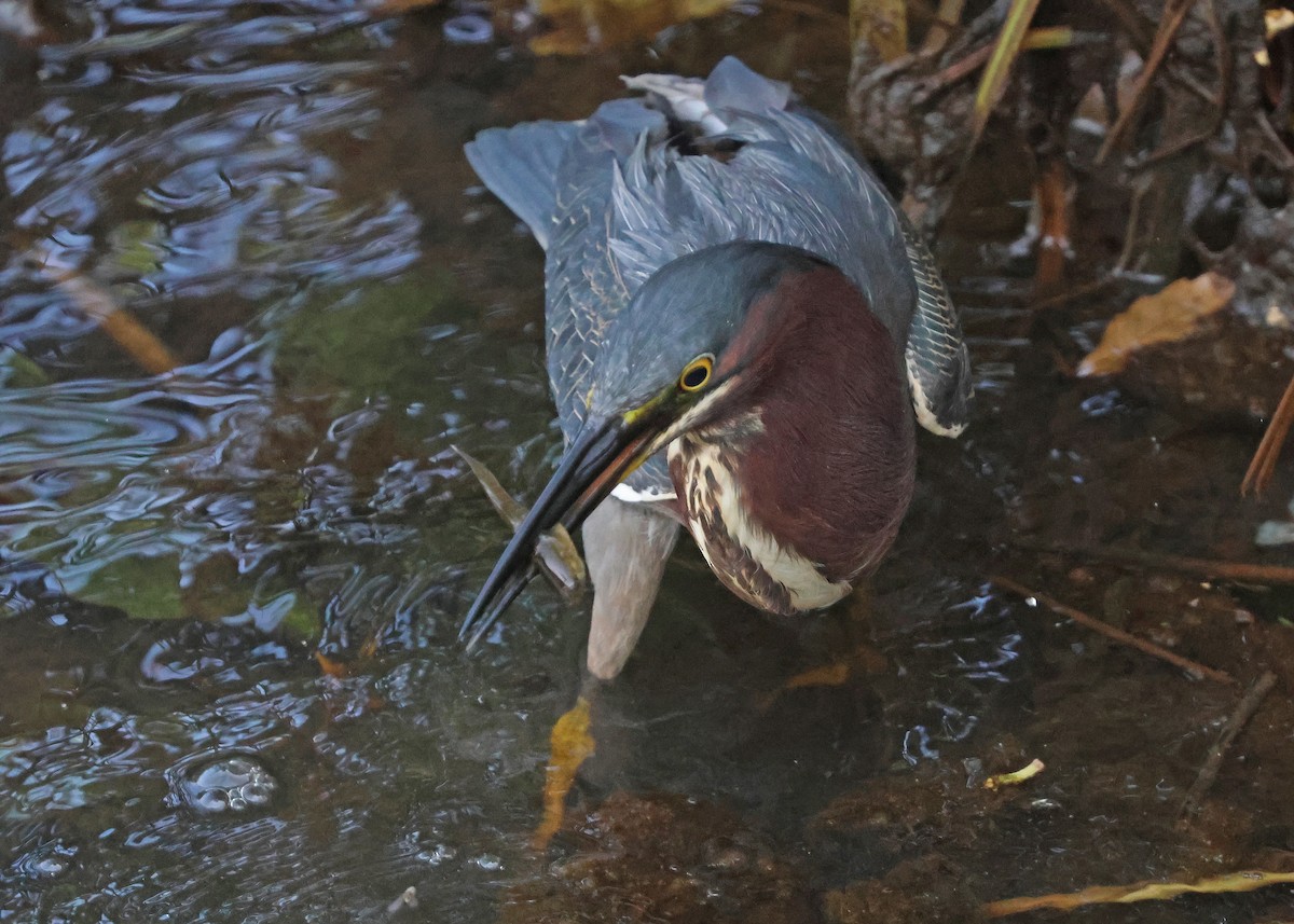Green Heron - ML638444402