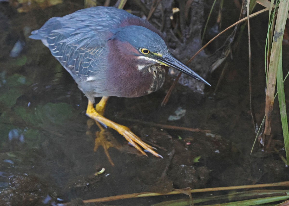 Green Heron - ML638444403